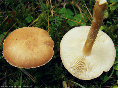 Cystoderma granulosum