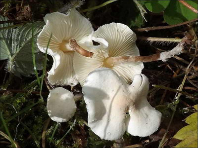 Cystolepiota seminuda