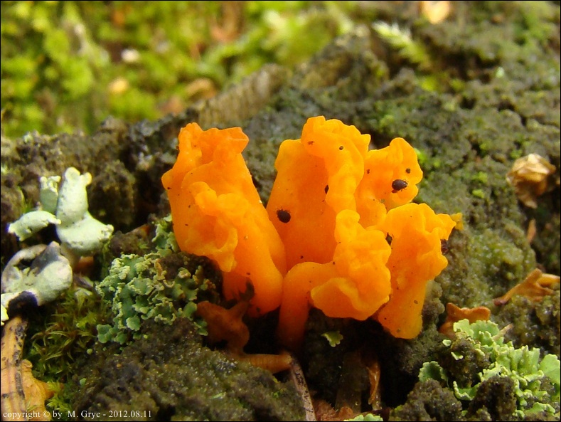 łzawnik złocistozarodnikowy - zdjęcie główne