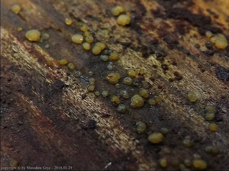 łzawnik zielonawy - zdjęcie główne