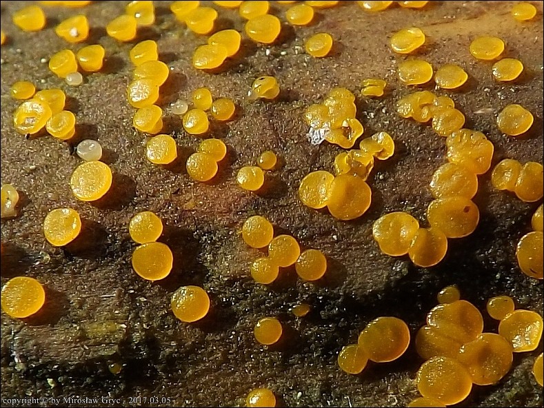 łzawnik różnozarodnikowy - zdjęcie główne