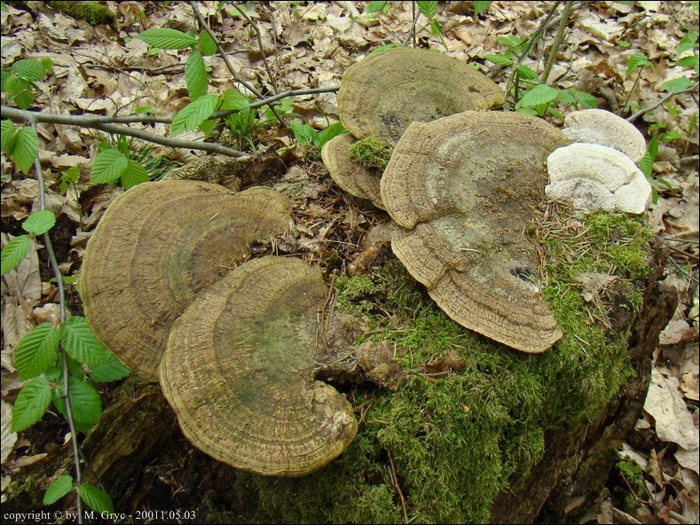 gmatwek dębowy - zdjęcie główne