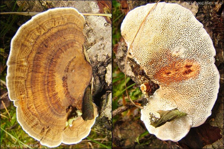 gmatwica chropowata - zdjęcie główne