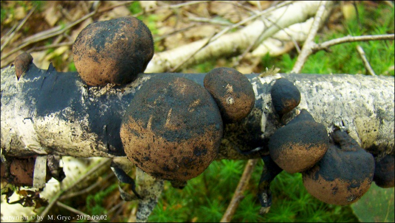 warstwiak zwęglony - zdjęcie główne