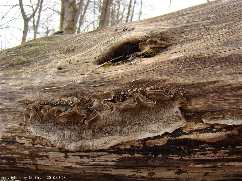 jamczatka wielkopora - zdjęcie główne