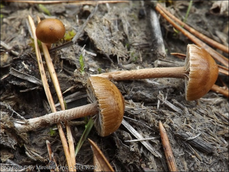 łysiczka odchodowa - zdjęcie główne