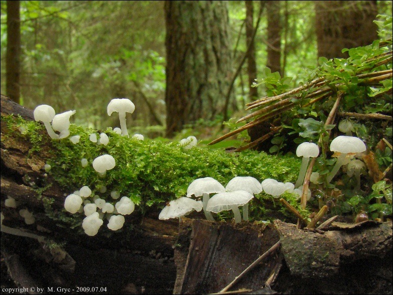 żyłkoblaszka wklęsłokapeluszowa - zdjęcie główne