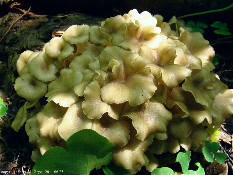 żagiew wielogłowa - zdjęcie główne