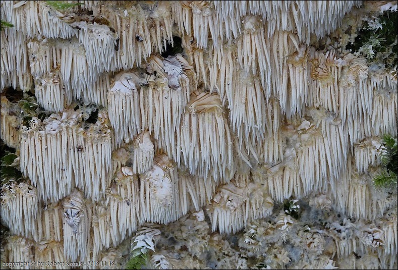 ząbczak kruchy - zdjęcie główne