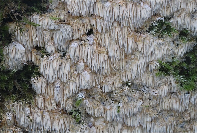 ząbczak kruchy - zdjęcie główne