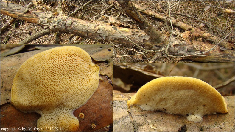wrośniaczek sosnowy - zdjęcie główne