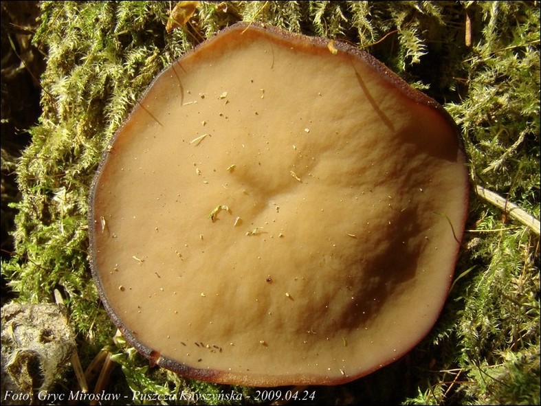 krążkownica wrębiasta - zdjęcie główne