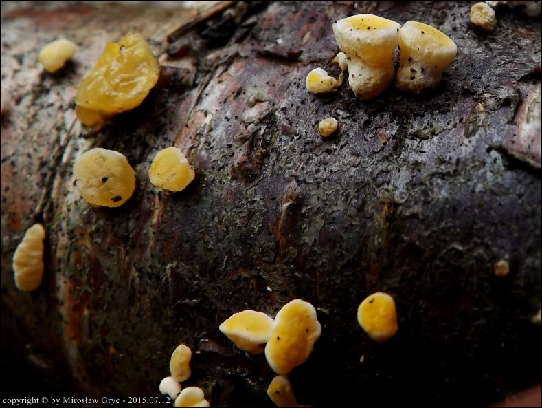 łzawniczka kustrzebkowata - zdjęcie główne