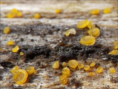 Dacrymyces capitatus