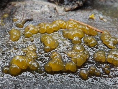 Dacrymyces lacrymalis