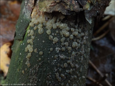 Dacrymyces macnabbii