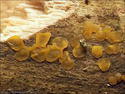 Dacrymyces microsporus