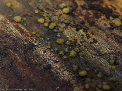 Dacrymyces punctiformis