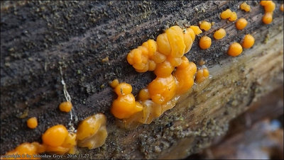 Dacrymyces stillatus