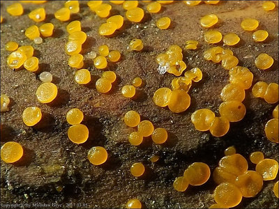 Dacrymyces variisporus