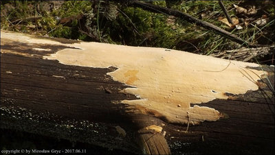 Dacryobolus karstenii