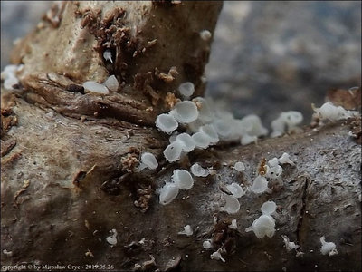 Dasyscyphella crystallina