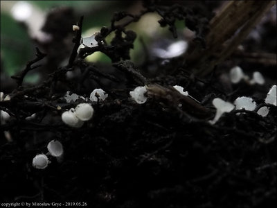 Dasyscyphella montana