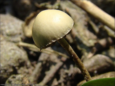 Psilocybe merdaria