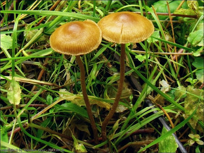 Psilocybe subviscida