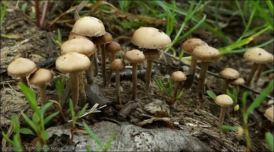 Psilocybe subviscida var. velata