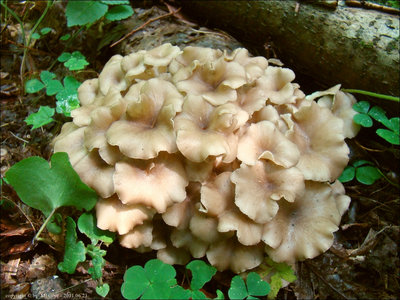 Dendropolyporus