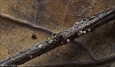 Dibeloniella aff. ramealis