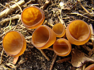 Dumontinia tuberosa
