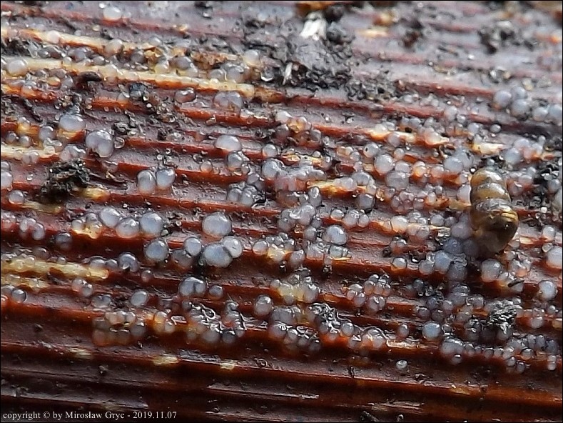 bezsprzążkowiec białawy - zdjęcie główne