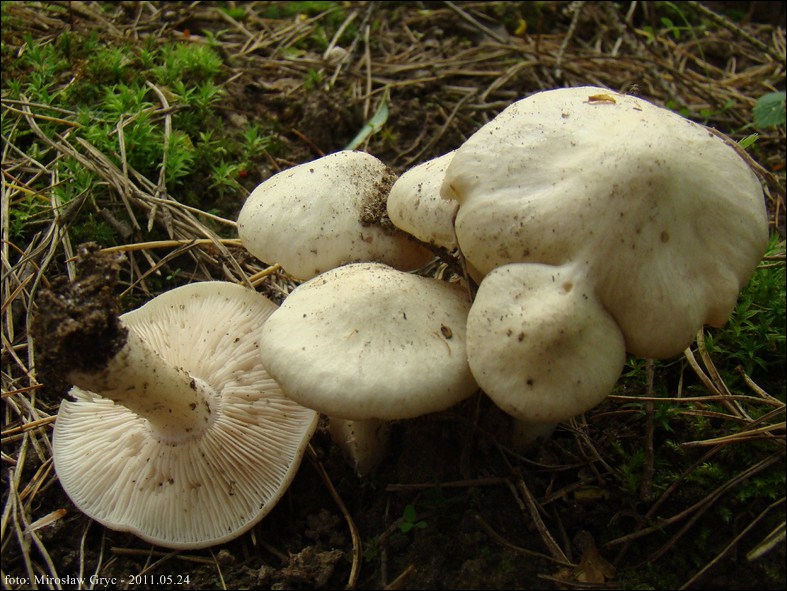 dzwonkówka tarczowata - zdjęcie główne