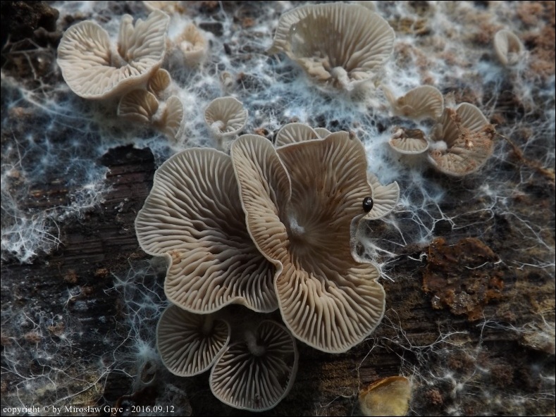 dzwonkówka krótkotrzonowa - zdjęcie główne