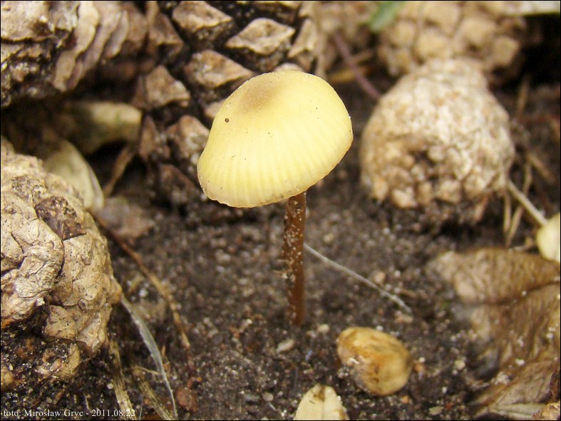 dzwonkówka cytrynowa - zdjęcie główne