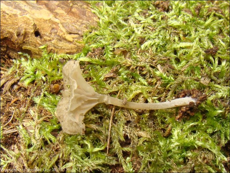 dzwonkówka olszowa - zdjęcie główne