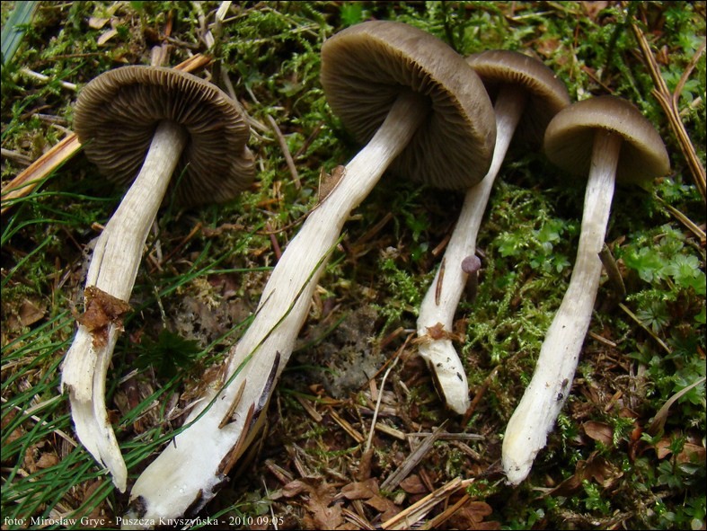 dzwonkówka srebrzystotrzonowa - zdjęcie główne