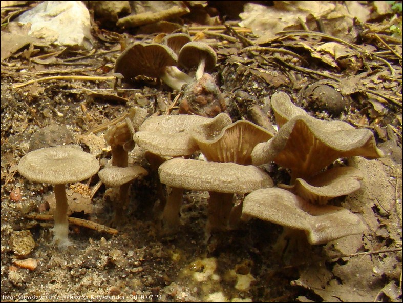 dzwonkówka strefowana - zdjęcie główne