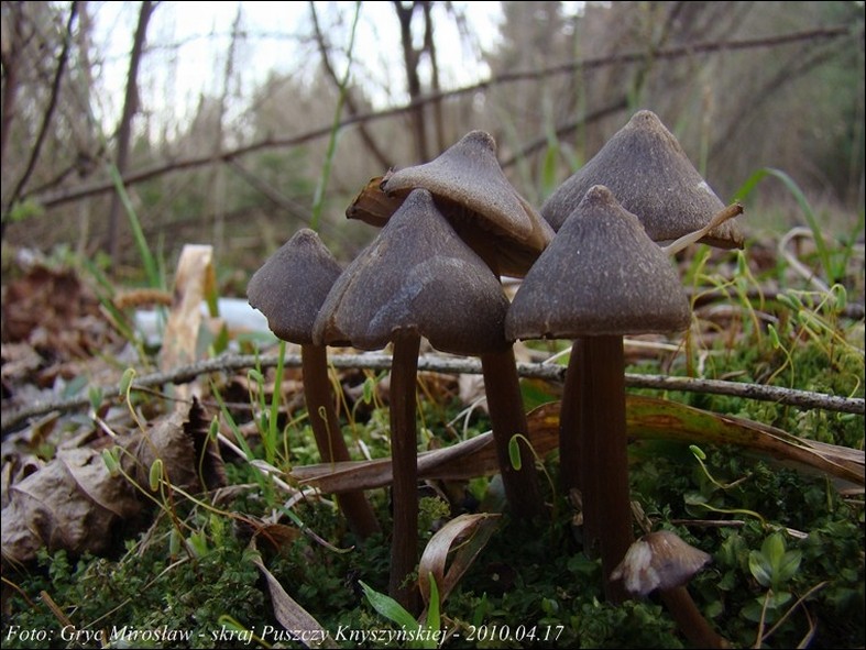 dzwonkówka wiosenna - zdjęcie główne