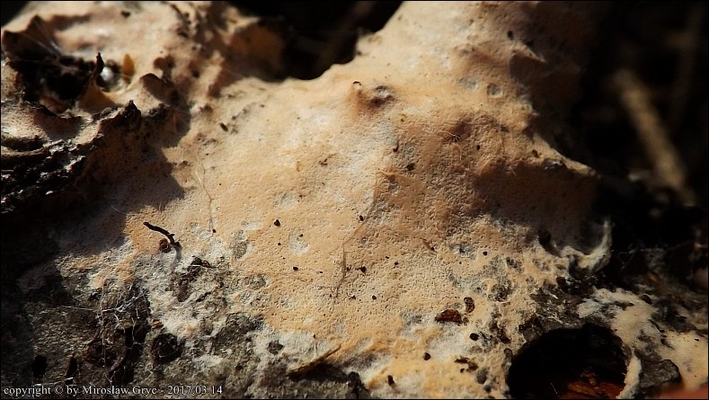 różówka nadrzewna - zdjęcie główne