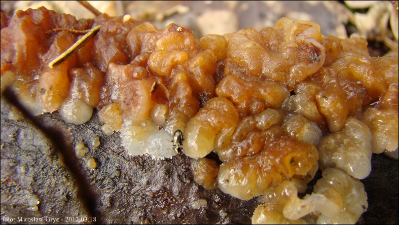 kisielnica dwubarwna - zdjęcie główne