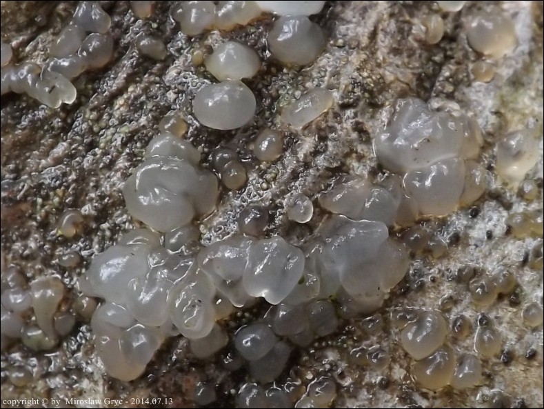 kisielnica przezroczysta - zdjęcie główne