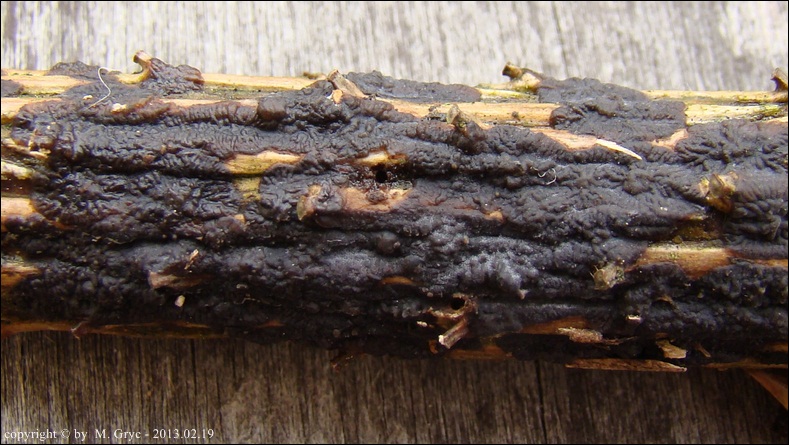 kisielec smołowaty - zdjęcie główne