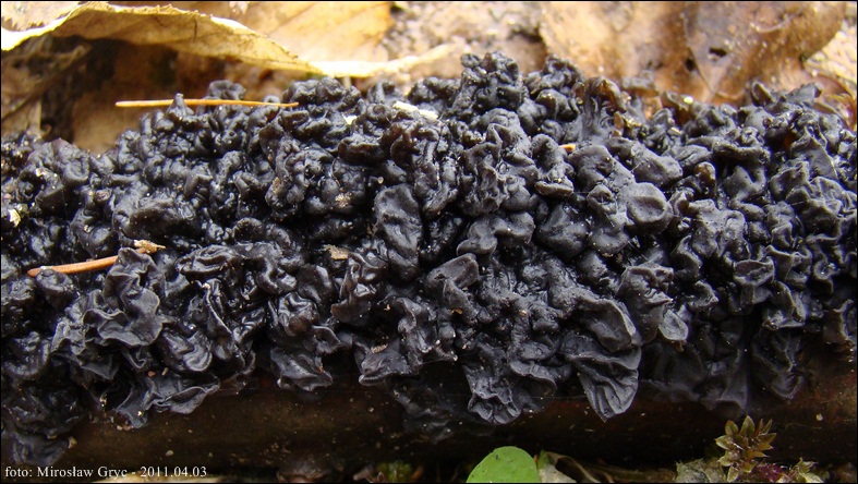 kisielnica kędzierzawa - zdjęcie główne