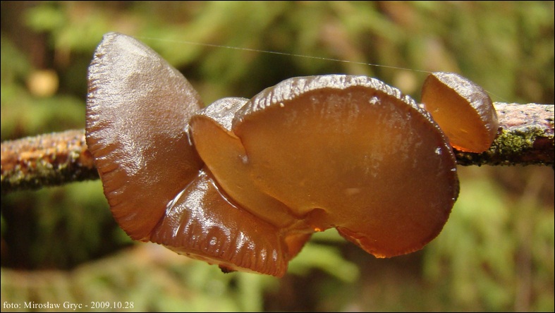 kisielnica wierzbowa - zdjęcie główne