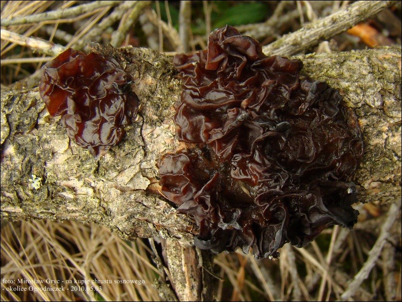 kisielnica karmelowa - zdjęcie główne