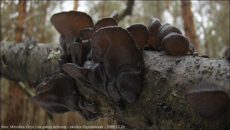 kisielnica trzoneczkowa - zdjęcie główne