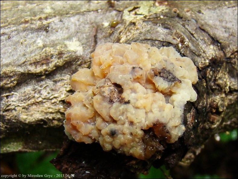 kisielnica kosmata - zdjęcie główne